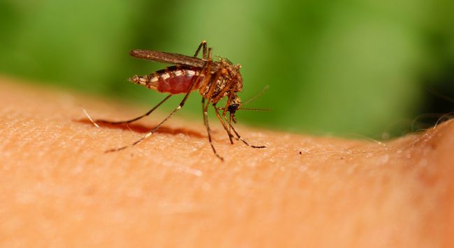 Mosquito Corp corporate travel