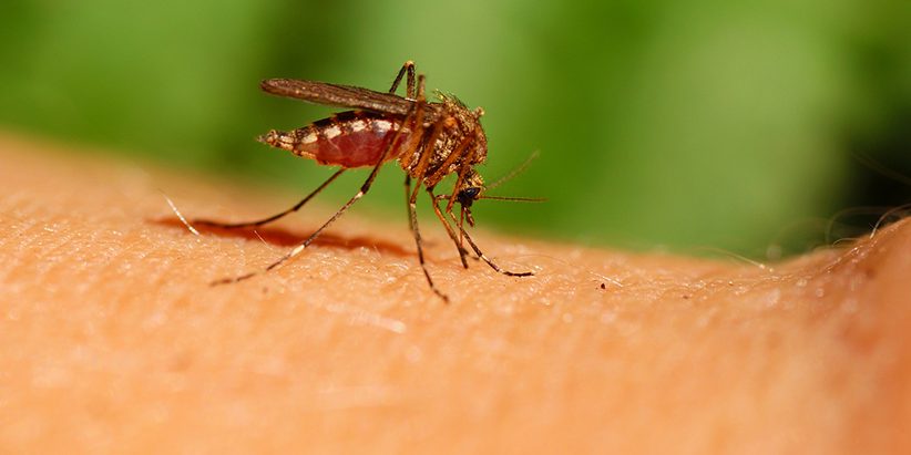 Mosquito Corp corporate travel